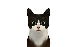 猫
